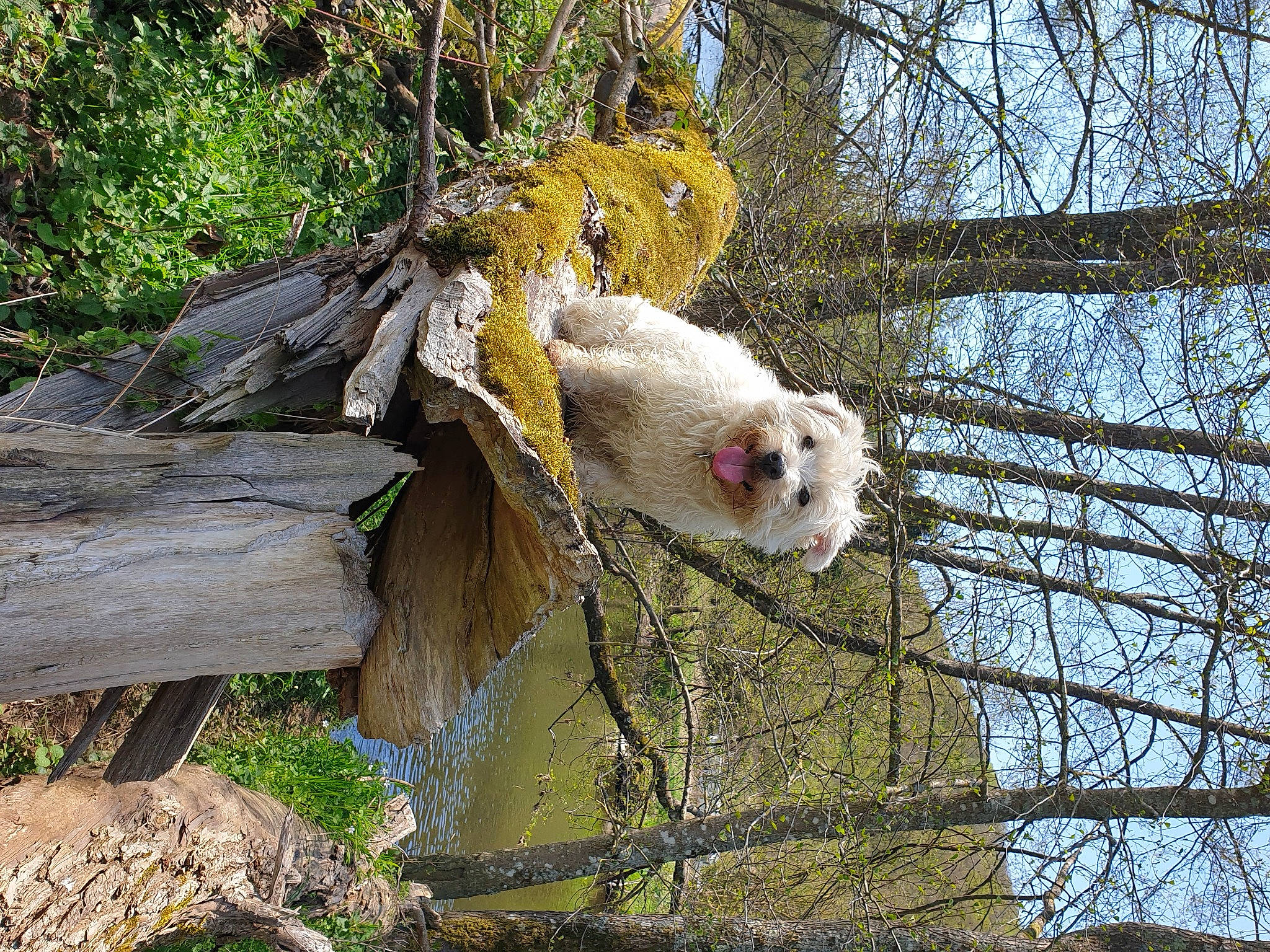 Mona Et Lisa a rejoint le concours — aidez-le/la à gagner de superbes lots ! beak, bird_of_prey, canidae, fur, plant, sky, terrestrial_animal, tree, trunk, twig, wildlife, wood