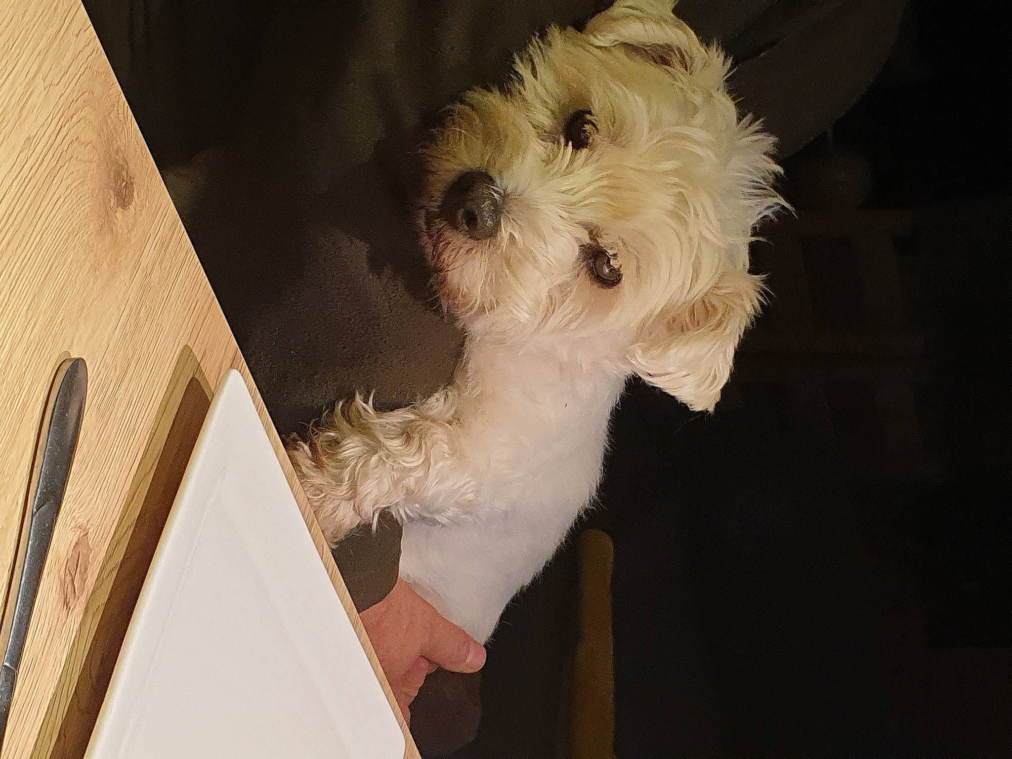 Mona Et Lisa participe au concours pour gagner de l'argent avec cette photo : canidae, carnivore, companion_dog, dog, dog_breed, dog_supply, fawn, labradoodle, maltepoo, non_sporting_group, pet_supply, poodle_crossbreed, puppy, small_terrier, snout, sporting_group, terrier, toy_dog, wood, working_animal