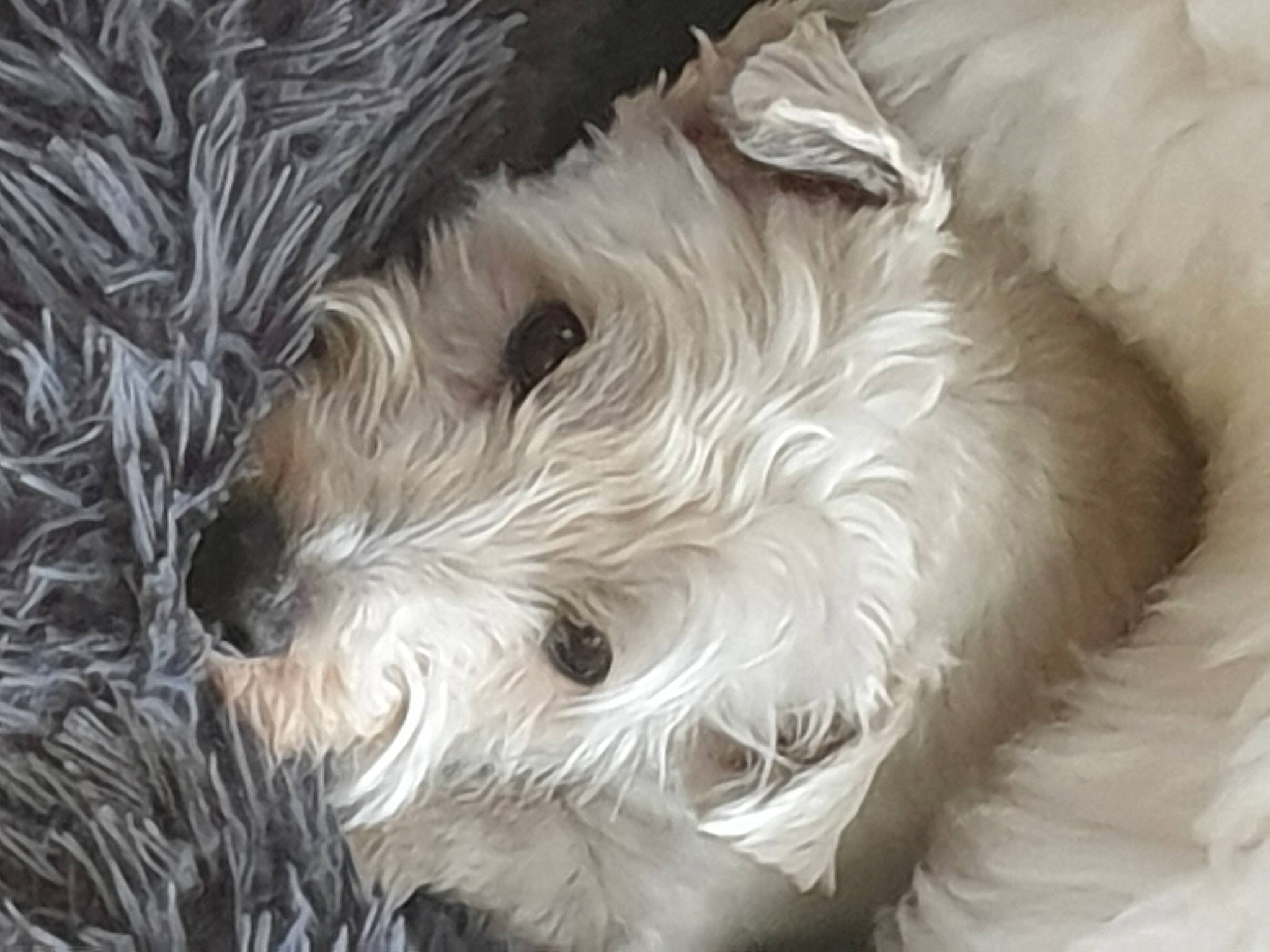 Mona Et Lisa participe au concours pour gagner de l'argent avec cette photo : canidae, carnivore, companion_dog, dog, dog_breed, fur, maltepoo, non_sporting_group, small_terrier, snout, sporting_group, terrier, toy, toy_dog, working_animal