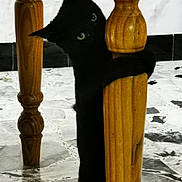 Yoru a rejoint le concours — aidez-le/la à gagner de superbes lots ! animal, black_cat, cat, climbing, curious, cute, domestic_cat, feline, floor, green_eyes, home, indoor, marble_floor, pet, playful, quiet, shadow, small, table_leg, wooden_leg