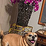 dog, smiling, chair, flowers, vase, metal_stand, indoor, furniture, wooden_table, decor, happy, pet, canine, tan, cozy, home, living_room, plant, leaf, table