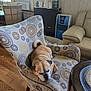 air_conditioner, armchair, brown, calm, couch, cozy, curled_up, decor, dog, furniture, home, indoor, lantern, patterned_fabric, pet, resting, sleeping, table, window, wooden_floor