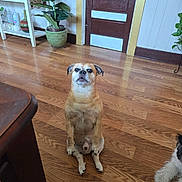 Sebastien joined the competition — help win amazing prizes! animal, brown_dog, canine, companion, cute, decor, dog, domestic, door, flooring, furniture, houseplant, indoor, pet, plant, room, sitting, small_dog, two_dogs, wooden_floor