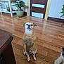 animal, brown_dog, canine, companion, cute, decor, dog, domestic, door, flooring, furniture, houseplant, indoor, pet, plant, room, sitting, small_dog, two_dogs, wooden_floor