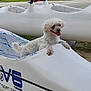 Fendi is registered to the contest to win money with this photo: animal, canoe, daytime, dog, fun, fur, grass, happy, kayak, nature, outdoor, park, pet, playful, recreation, small_dog, summer, tongue_out, water_sport, white_dog