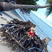 Fendi is registered to the contest to win money with this photo: animal, beach, clouds, coast, dog, driftwood, holiday, landscape, nature, ocean, outdoor, palm_tree, pet, relaxation, sand, scenery, sky, tree_root, tropical, water