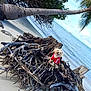 animal, beach, clouds, coast, dog, driftwood, holiday, landscape, nature, ocean, outdoor, palm_tree, pet, relaxation, sand, scenery, sky, tree_root, tropical, water