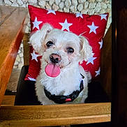 Fendi is registered to the contest to win money with this photo: dog, white_dog, tongue_out, pet, chair, red_cushion, star_pattern, wooden_chair, indoor, cute, small_dog, fur, happy, animal, companion, face, black_collar, nose, ears, sitting