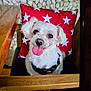 dog, white_dog, tongue_out, pet, chair, red_cushion, star_pattern, wooden_chair, indoor, cute, small_dog, fur, happy, animal, companion, face, black_collar, nose, ears, sitting