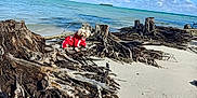Fendi is registered to the contest to win money with this photo: beach, clouds, coast, daytime, dog, driftwood, nature, ocean, outdoor, pet, red_hoodie, relaxing, sand, scenic, shore, sky, small_dog, sunny, tree_roots, water