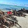 beach, clouds, coast, daytime, dog, driftwood, nature, ocean, outdoor, pet, red_hoodie, relaxing, sand, scenic, shore, sky, small_dog, sunny, tree_roots, water