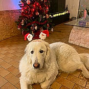 Channa participe au concours pour gagner de l'argent avec cette photo : dog, white_dog, christmas_tree, christmas_decorations, holiday, festive_headband, santa_claus, indoor, floor, tiled_floor, decorations, lights, living_room, glass_table, wine_bottle, plant, cozy, pet, relaxed, holiday_season