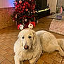 dog, white_dog, christmas_tree, christmas_decorations, holiday, festive_headband, santa_claus, indoor, floor, tiled_floor, decorations, lights, living_room, glass_table, wine_bottle, plant, cozy, pet, relaxed, holiday_season