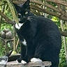 Miouty a rejoint le concours — aidez-le/la à gagner de superbes lots ! cat, tuxedo_cat, black_and_white, animal, pet, whiskers, pointed_ears, greenery, foliage, outdoor, wood, wooden_platform, rustic, nature, garden, sitting, looking_at_camera, black_fur, white_paws, portrait