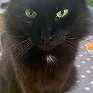 Miouty participe au concours pour gagner de l'argent avec cette photo : cat, black_cat, fluffy, feline, pet, animal, whiskers, yellow_eyes, green_eyes, pointed_ears, long_hair, sitting, portrait, close_up, indoors, window, sunlight, book, colorful, serious_expression