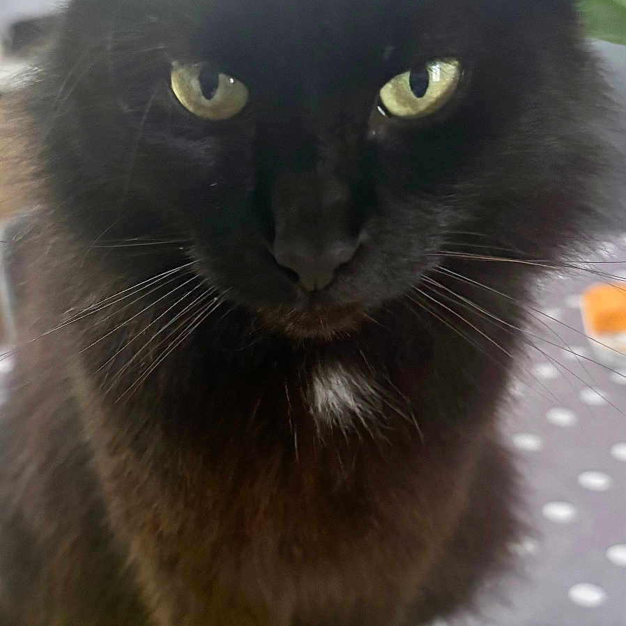 Miouty participe au concours pour gagner de l'argent avec cette photo : cat, black_cat, fluffy, feline, pet, animal, whiskers, yellow_eyes, green_eyes, pointed_ears, long_hair, sitting, portrait, close_up, indoors, window, sunlight, book, colorful, serious_expression