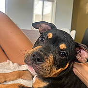 Amadeus a rejoint le concours — aidez-le/la à gagner de superbes lots ! puppy, dog, indoor, close_up, pet, animal, black_and_tan, cute, young, lying_down, fur, ears, face, eyes, nose, window, furniture, human_hand, comfort, relaxed