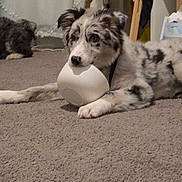 Martini joined the competition — help win amazing prizes! dog, carpet, bowl, indoor, playful, curious, easel, curtain, household, pet, fur, white, black_spots, relaxed, floor, room, domestic, toy, animal, laying_down