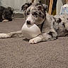 dog, carpet, bowl, indoor, playful, curious, easel, curtain, household, pet, fur, white, black_spots, relaxed, floor, room, domestic, toy, animal, laying_down