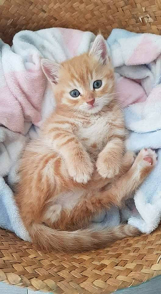 Simba a rejoint le concours — aidez-le/la à gagner de superbes lots ! carnivore, cat, claw, domestic_short_haired_cat, fawn, felidae, fur, paw, photo_caption, small_to_medium_sized_cats, snout, tail, terrestrial_animal, whiskers