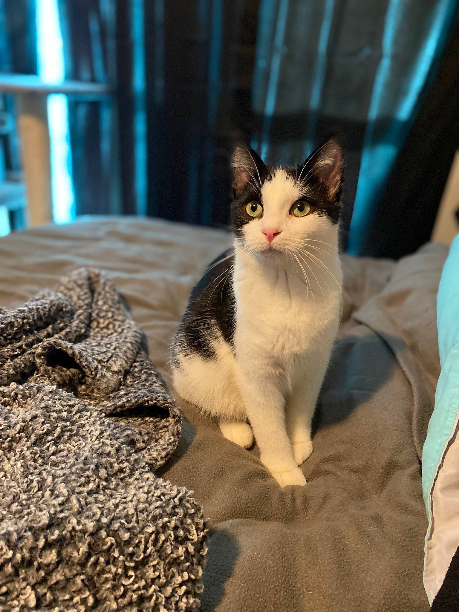 Raven joined the competition — help win amazing prizes! carnivore, cat, cat_supply, claw, comfort, domestic_short_haired_cat, felidae, flooring, foot, fur, paw, sitting, small_to_medium_sized_cats, snout, tail, terrestrial_animal, whiskers, window