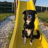 animal, black_and_white, canine, daylight, dog, fence, grass, happy, leash, nature, outdoor, park, pet, play, playground, sitting, slide, smiling, sunny, yellow_slide
