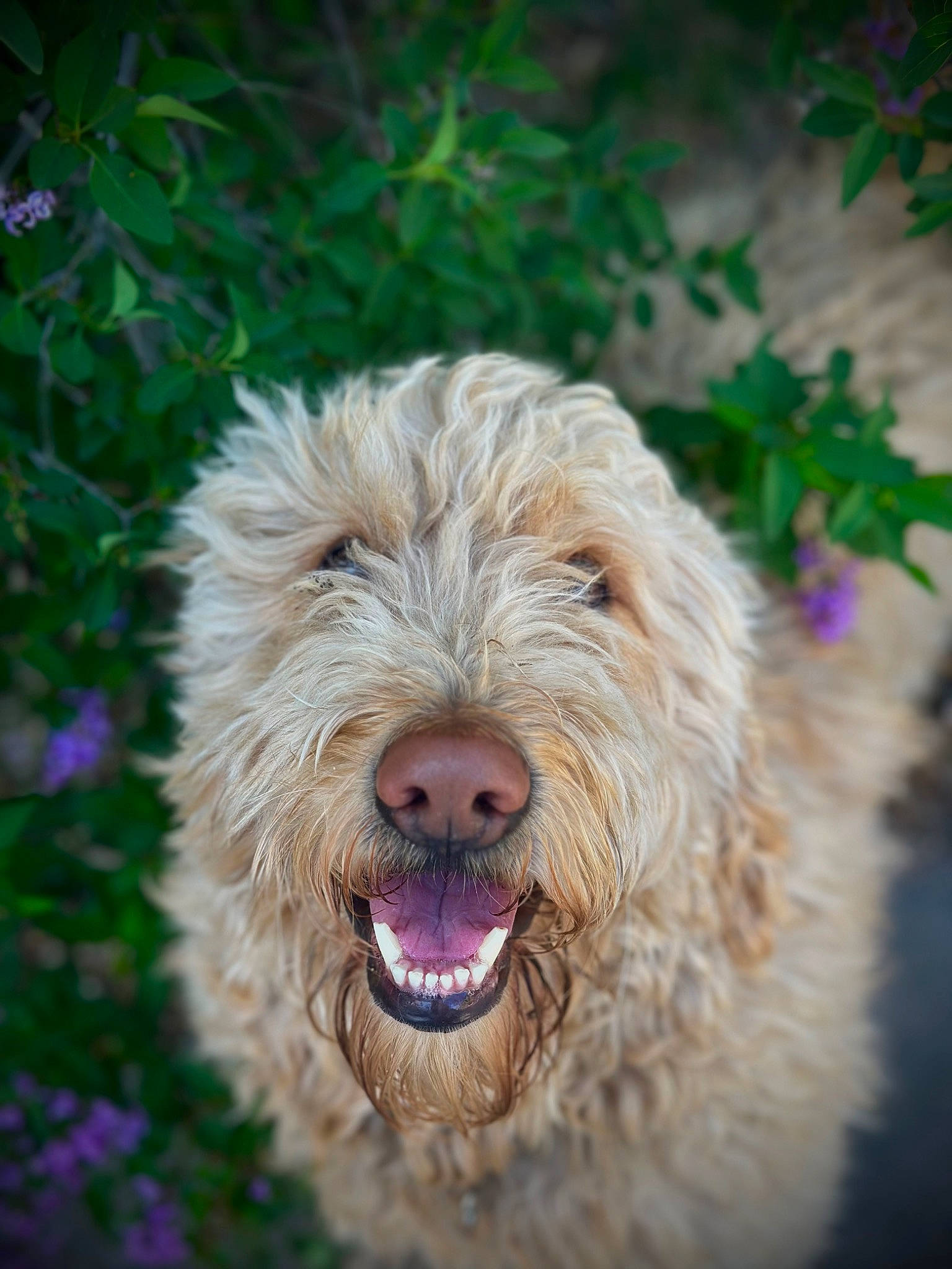 Bruno joined the competition — help win amazing prizes! canidae, carnivore, companion_dog, dog, dog_breed, fur, grass, liver, sporting_group, terrestrial_animal, terrier, water_dog, working_animal