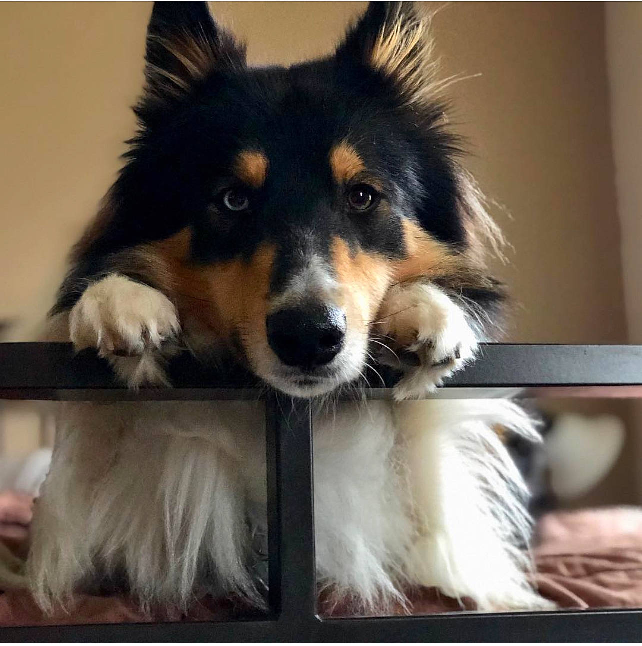 Jaxx joined the competition — help win amazing prizes! canidae, carnivore, collie, companion_dog, dog, dog_breed, fur, giant_dog_breed, herding_dog, puppy, rough_collie, scotch_collie, shetland_sheepdog, snapshot, snout, sporting_group, tail, whiskers, working_animal, working_dog