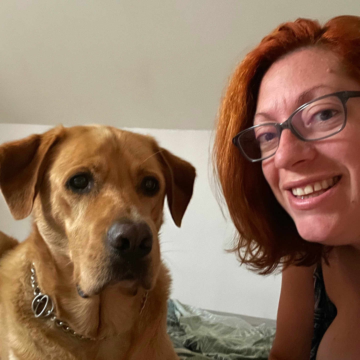Pac Man a rejoint le concours — aidez-le/la à gagner de superbes lots ! dog, woman, indoor, bed, glasses, smiling, red_hair, chain_collar, pet, canine, portrait, person, casual, blanket, resting, furniture, human, animal, friendship, companion
