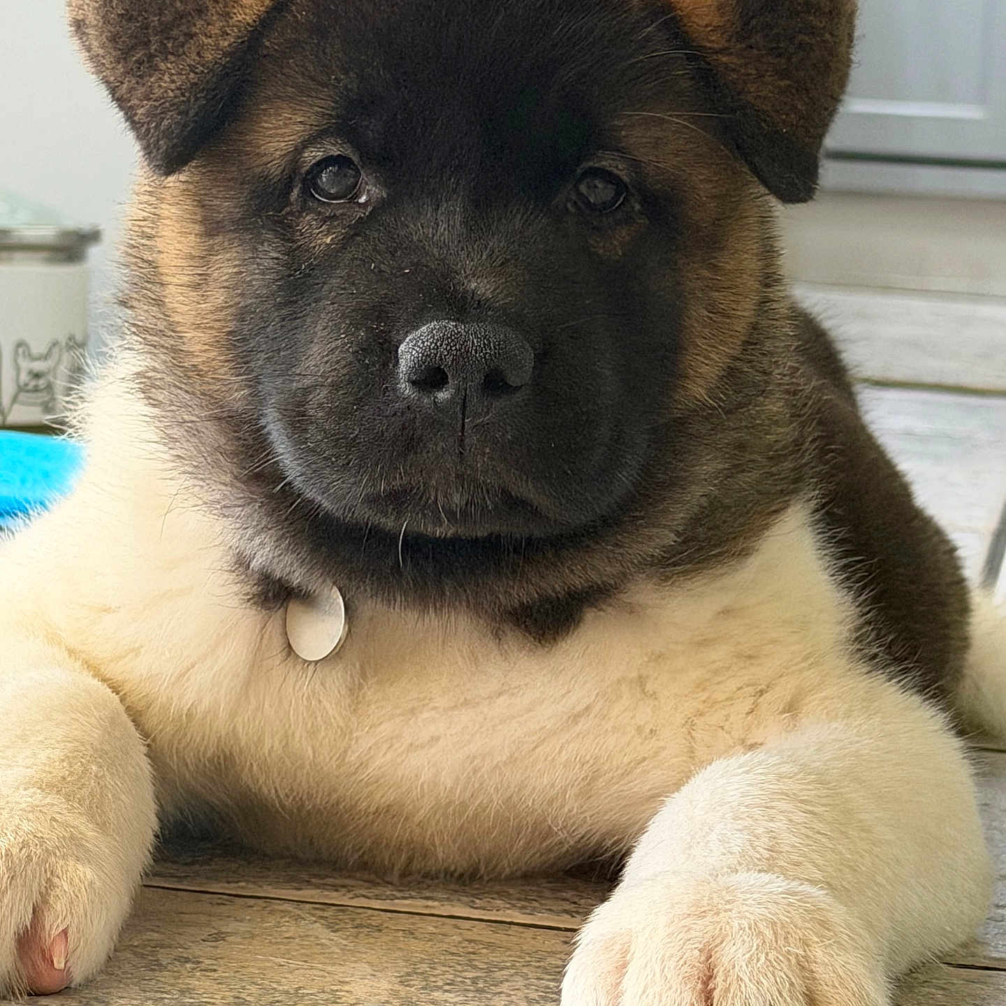 Duke