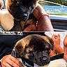 puppy, dog, dogs, portrait, fluffy, black_and_tan, brown, adorable, car, car_window, outdoor, sunlight, person, arms, bow, collar, close_up, cute, animal, pet