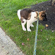 Duke joined the competition — help win amazing prizes! puppy, dog, pet, outdoor, grass, lawn, mulch, tree, leash, collar, polka_dot, brown_and_white, fluffy, standing, sniffing, park, sidewalk, leaves, animal, daylight