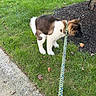 puppy, dog, pet, outdoor, grass, lawn, mulch, tree, leash, collar, polka_dot, brown_and_white, fluffy, standing, sniffing, park, sidewalk, leaves, animal, daylight