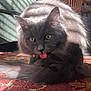 cat, gray_cat, tongue_out, grooming, fluffy_fur, indoor, carpet, sunlight, shadow, furniture, wooden_chair, pet, animal, closeup, floor, yellow_eyes, cute, domestic_cat, resting, home