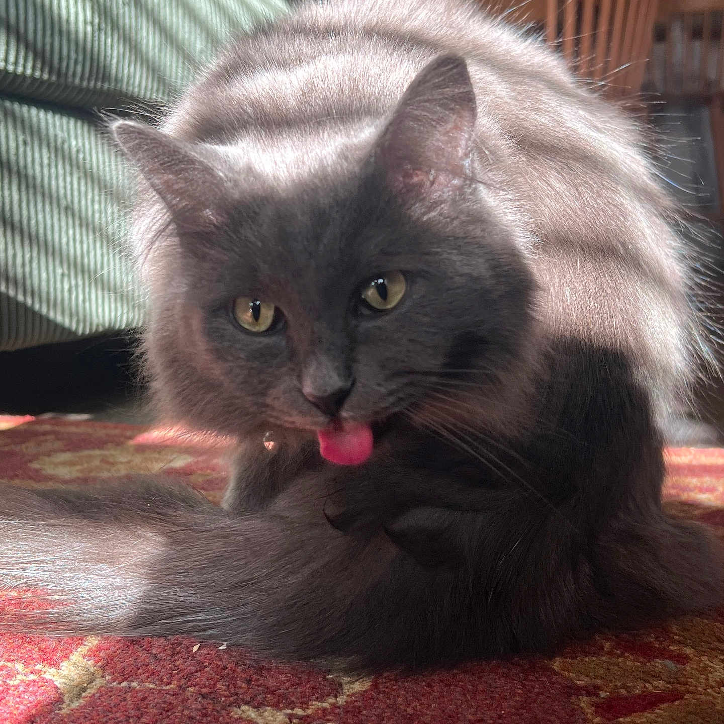 Binx joined the competition — help win amazing prizes! animal, carpet, cat, closeup, cute, domestic_cat, floor, fluffy_fur, furniture, gray_cat, grooming, home, indoor, pet, resting, shadow, sunlight, tongue_out, wooden_chair, yellow_eyes