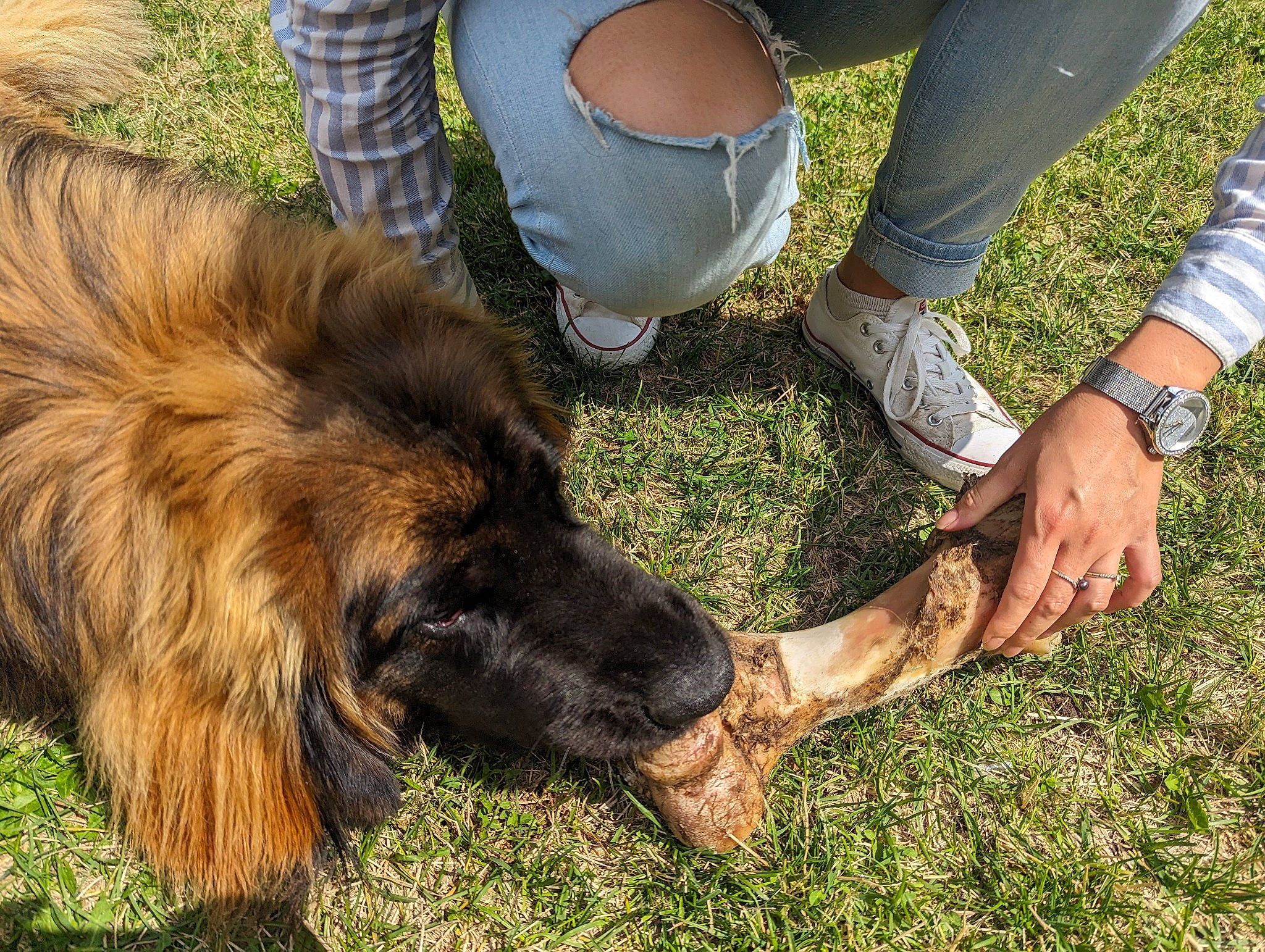 Thales a rejoint le concours — aidez-le/la à gagner de superbes lots ! canidae, carnivore, companion_dog, dog, dog_breed, foot, fur, grass, guard_dog, human_leg, liver, people_in_nature, plant, snout, soil, sporting_group, watch, working_animal, working_dog, wrist