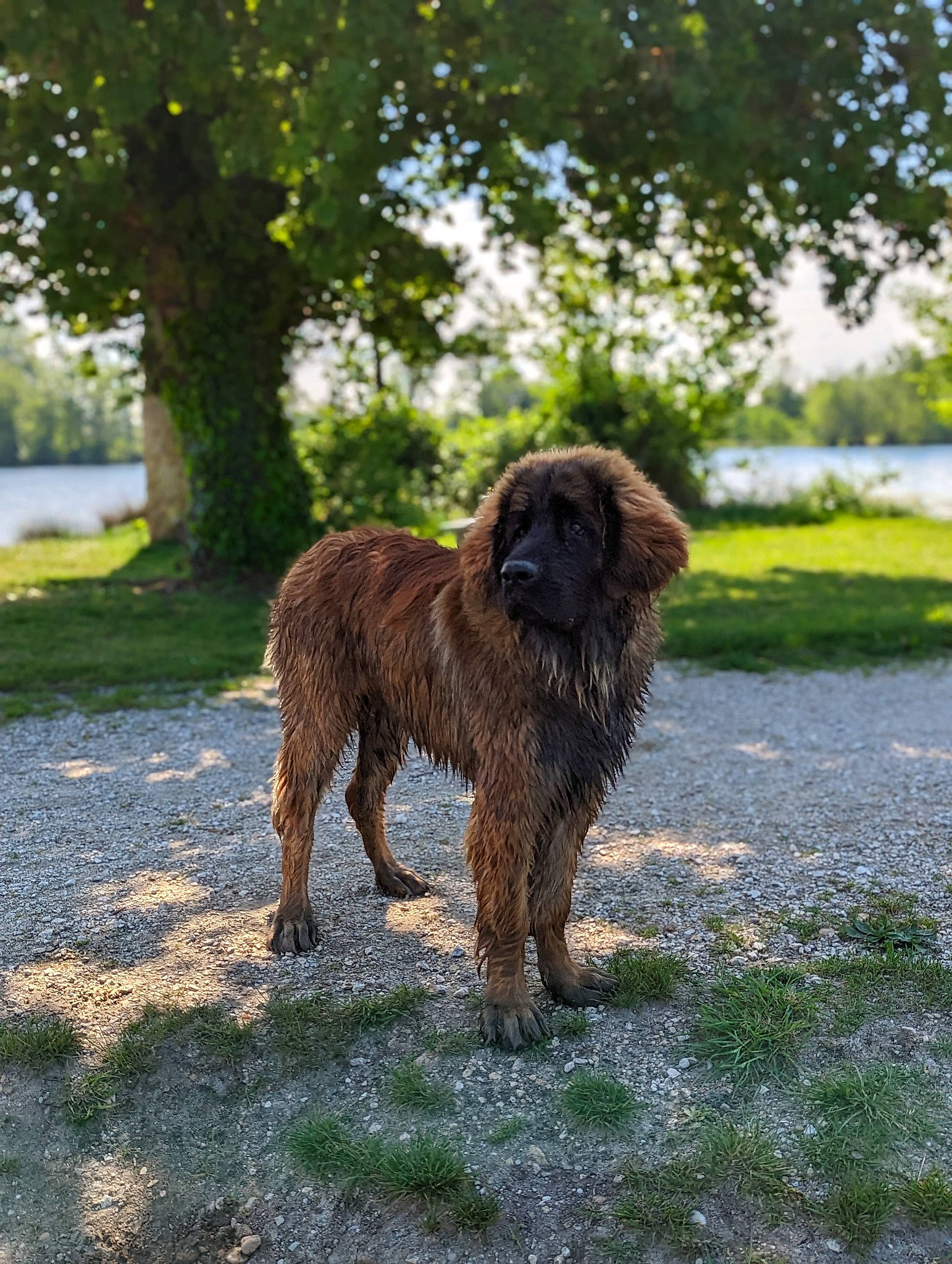 Thales a rejoint le concours — aidez-le/la à gagner de superbes lots ! carnivore, companion_dog, dog, dog_breed, fur, grass, gun_dog, lake, liver, plant, spaniel, sporting_group, stichelhaar, tail, terrestrial_animal, terrier, tree, water, water_dog, working_animal