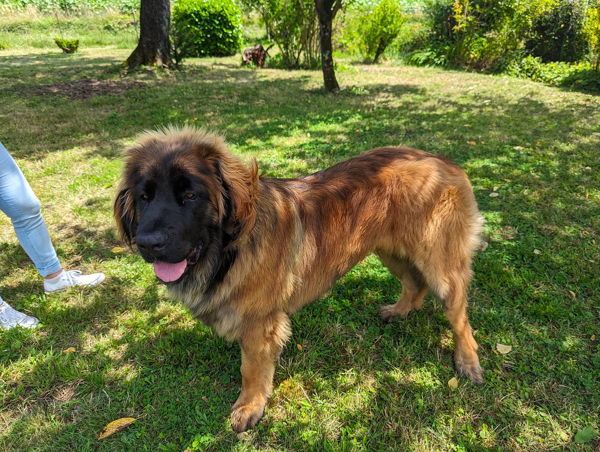 Thales a rejoint le concours — aidez-le/la à gagner de superbes lots ! ancient_dog_breeds, canidae, carnivore, companion_dog, dog, dog_breed, fawn, fur, gaddi_kutta, giant_dog_breed, grass, liver, plant, snout, sporting_group, tail, terrestrial_animal, tree, working_animal, working_dog