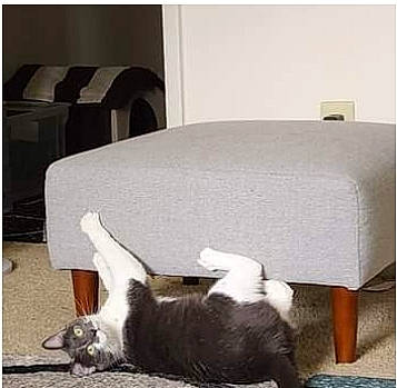 Sunshine is registered to the contest to win money with this photo: canidae, carnivore, cat, cat_supply, comfort, companion_dog, dog_breed, fawn, felidae, fur, hardwood, linens, pet_supply, rectangle, room, small_to_medium_sized_cats, sporting_group, tail, whiskers, wood