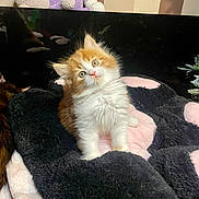 Dennis joined the competition — help win amazing prizes! abyssinian, angora, animal, blanket, cat, couch, face, furniture, head, indoors, kitten, manx, person, pet, photography, plush, quilt, slate, sleeping, toy