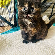 Margo joined the competition — help win amazing prizes! abyssinian, animal, brasssection, cat, citrusfruit, face, food, fruit, furniture, head, horn, kitten, manx, musicalinstrument, person, pet, photography, plant, portrait, siamese