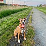 dog, canine, pet, outdoor, grass, path, harness, collar, tongue_out, happy, ears_up, daytime, sky, clouds, field, urban, road, nature, muzzle, sitting