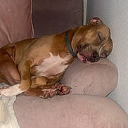 Bimba participe au concours pour gagner de l'argent avec cette photo : dog, sleeping, couch, pink, blanket, plush_toy, cozy, resting, indoor, pet, brown_dog, relaxed, animal, furniture, snug, peaceful, headrest, paws, collar, wall