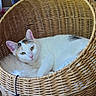 animal, cat, comfort, cozy, ears, feline, fluffy_cushion, fur, home, indoor, natural_light, pet, pink_nose, quiet, relaxed, resting, white_cat, wicker_basket, window, yellow_eyes