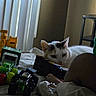 bed, bedroom, calm, cat, child, child_back, child_playing, furniture, home, indoor, quiet, relaxing, resting_cat, soft_light, toy_trucks, toys, vehicle_toys, vertical_blinds, white_cat, window