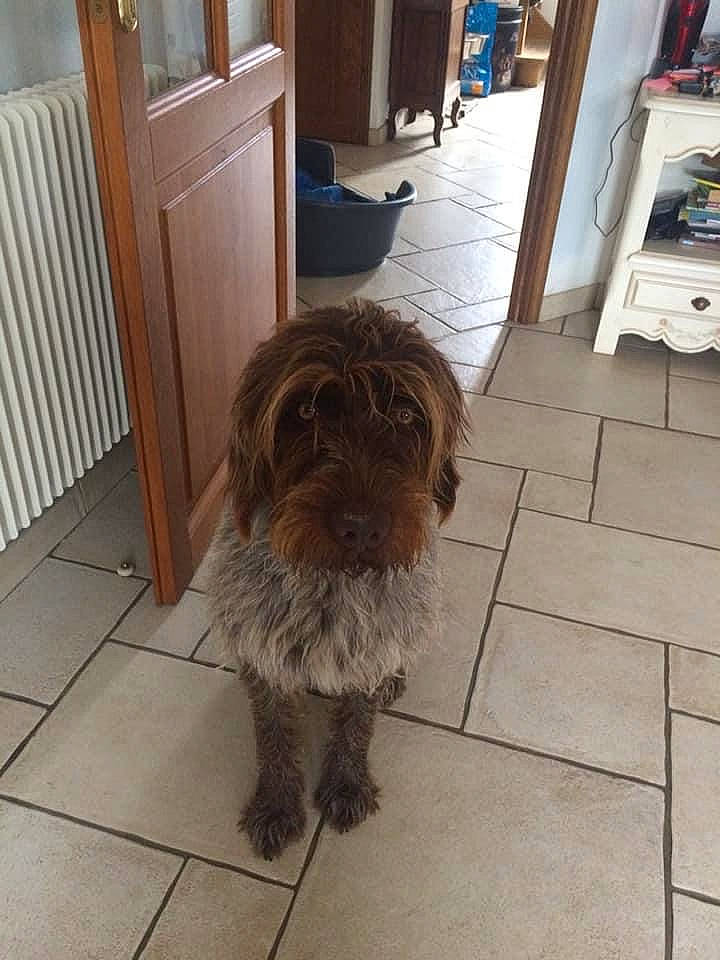 Paco participe au concours pour gagner de l'argent avec cette photo : canidae, carnivore, companion_dog, dog, dog_breed, door, floor, flooring, fur, hardwood, liver, shih_tzu, small_terrier, snout, sporting_group, terrier, toy_dog, wood, wood_flooring, working_animal