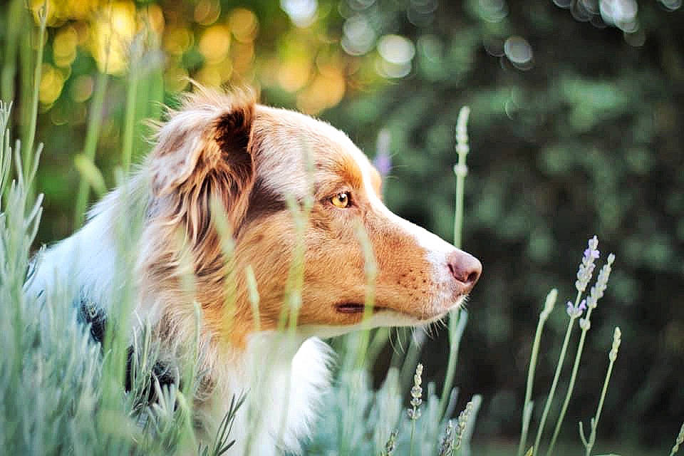 Nirvana a rejoint le concours — aidez-le/la à gagner de superbes lots ! australian_shepherd, canidae, carnivore, clumber_spaniel, companion_dog, dog, dog_breed, english_setter, grass, hunting_dog, mammal, plant, sporting_group, vertebrate