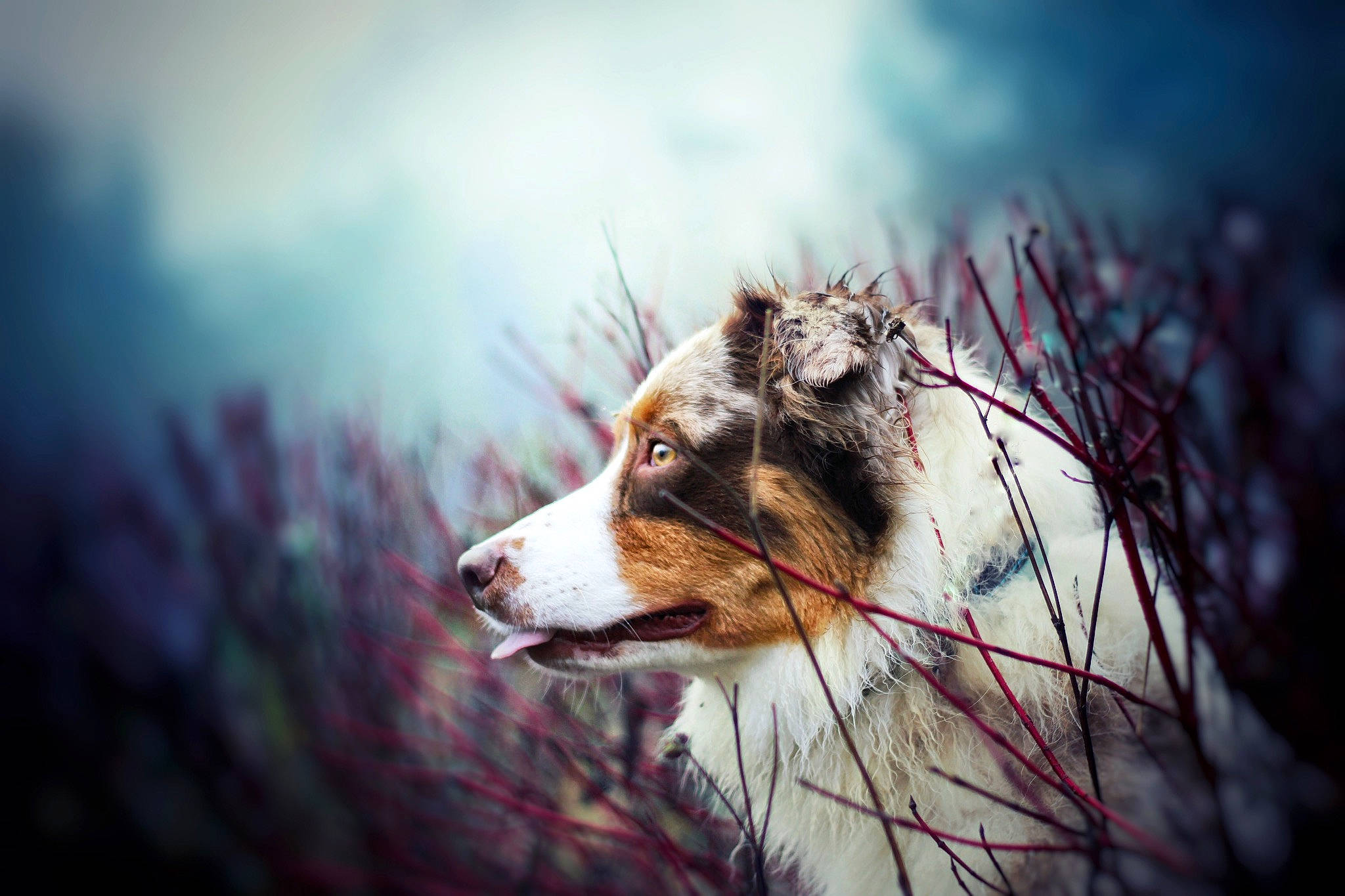 Nirvana a rejoint le concours — aidez-le/la à gagner de superbes lots ! australian_shepherd, border_collie, canidae, canis, carnivore, collie, dog, dog_breed, fur, photography, snout, whiskers, wildlife