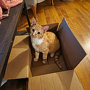 Pumpkin joined the competition — help win amazing prizes! cat, orange_tabby, cardboard_box, wooden_floor, indoor, curious, pet_bed, chair, cozy, feline, whiskers, paws, sitting, looking_up, domestic_animal, cute, fur, home, relaxed, companion