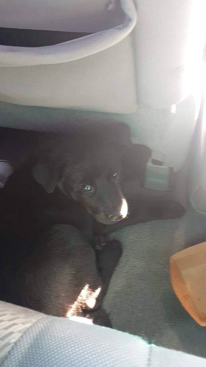 Koda joined the competition — help win amazing prizes! canidae, carnivore, comfort, companion_dog, darkness, dog, dog_breed, flooring, fur, non_sporting_group, room, snout, sporting_group, tints_and_shades, vehicle_door, working_animal